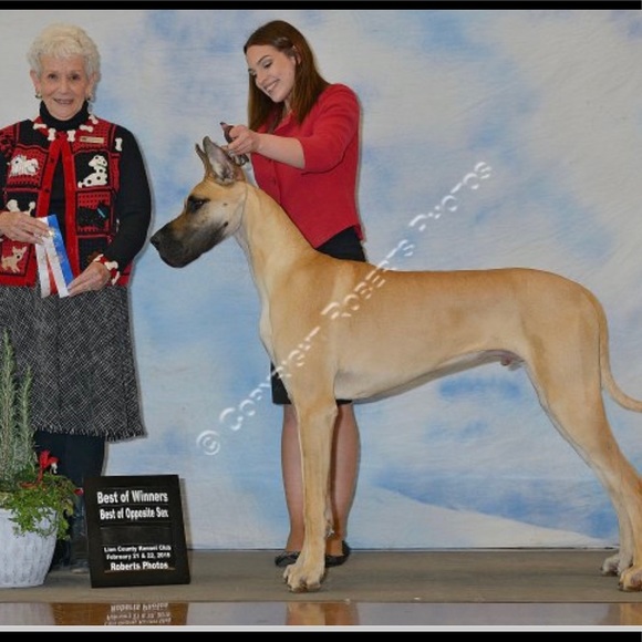 Meet your Posher, Sierra - Picture 1 of 1